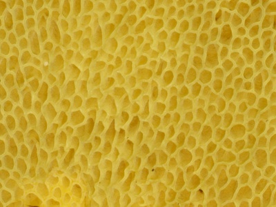 Spongy mesophyll