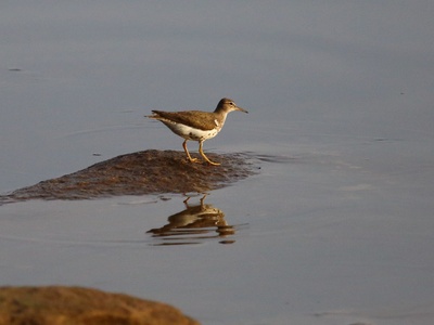 Spotted Sandpiper