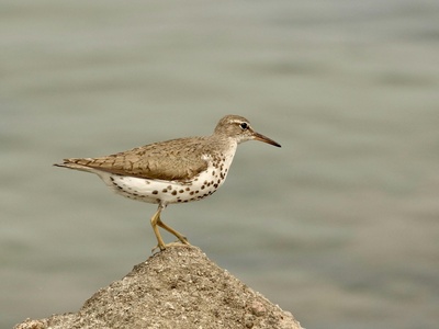 Spotted Sandpiper