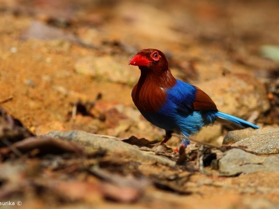 Sri Lanka blue magpie