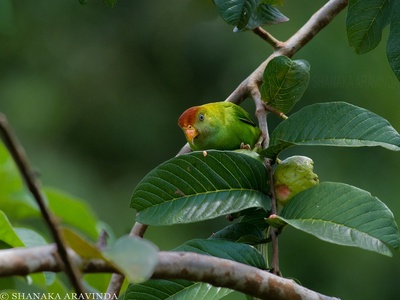 Sri Lanka hanging parrot