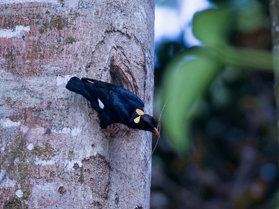 Sri Lanka hill myna