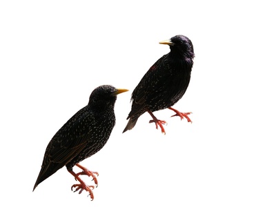 Starling
