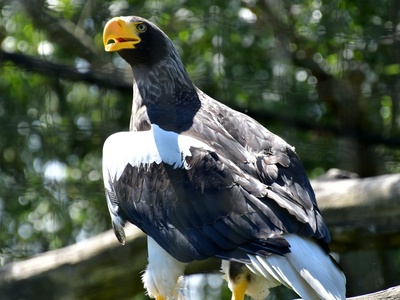 Steller's Sea Eagle