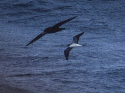 Streaked Shearwater