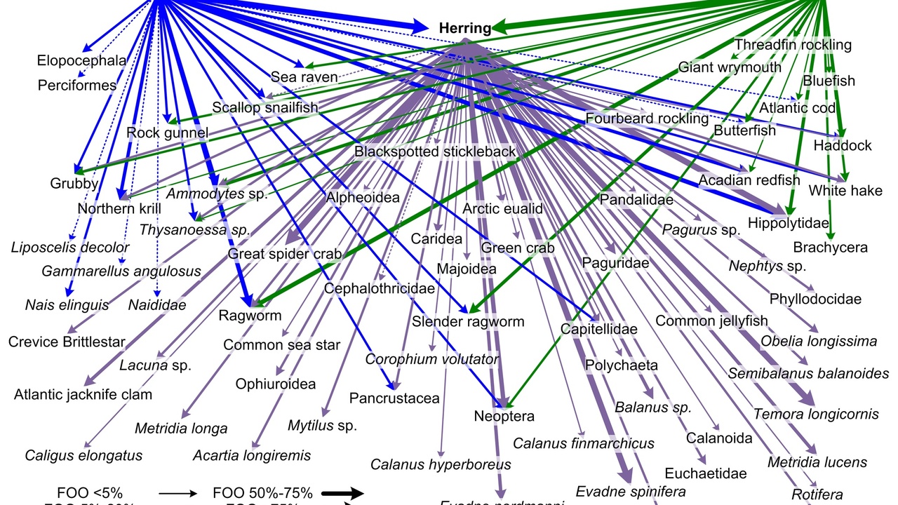 Simplified diagrams: linear food chain versus complex food web