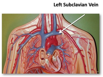 Subclavian vein