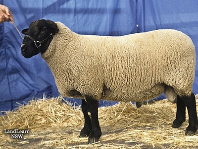 Suffolk (sheep breed)