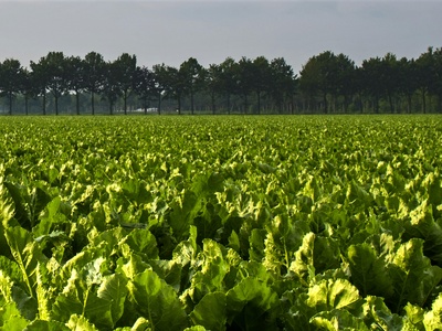 Sugar beet