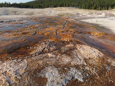 Sulfolobus solfataricus