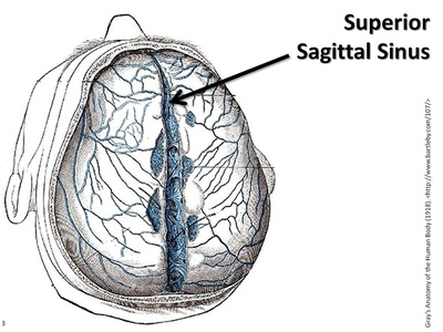 Superior sagittal sinus