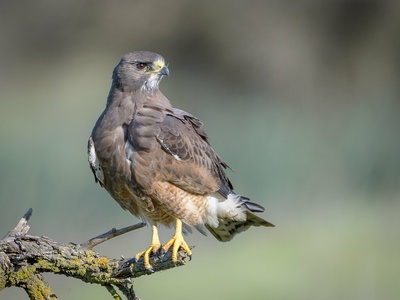 Swainson's Hawk