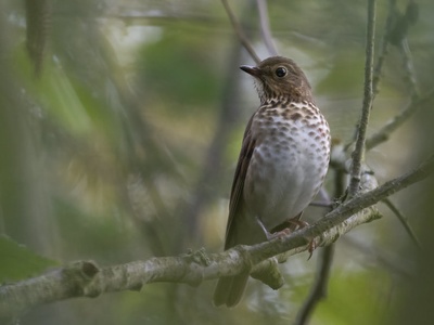 Swainson's Thrush