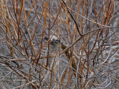 Swamp Sparrow
