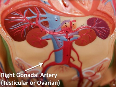Testicular (gonadal) artery
