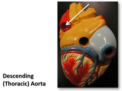 Thoracic aorta