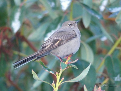 Townsend's Solitaire