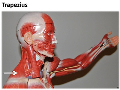 Trapezius