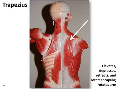 Trapezius
