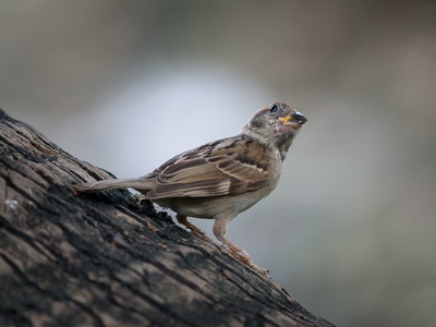 Tree Sparrow