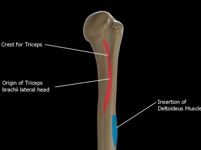 Triceps brachii