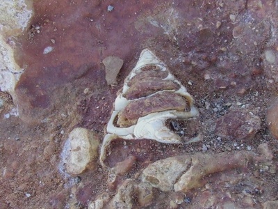Trochus shell