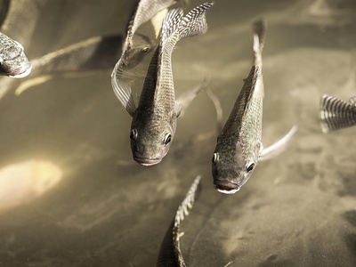 Trout (wild cold-water fisheries)