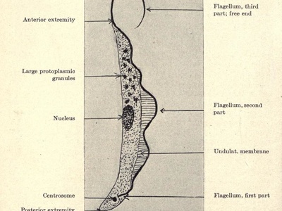 Trypanosoma brucei