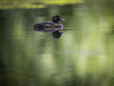 Tufted Duck