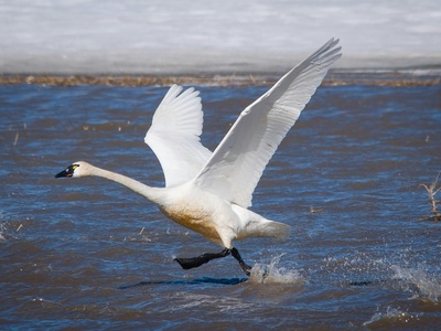 Tundra Swan
