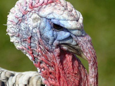 Turkey