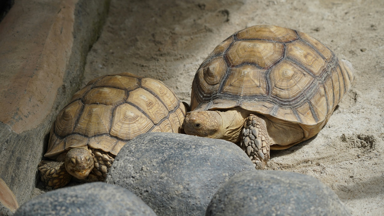 Person caring for a pet turtle with proper enclosure and UV lighting