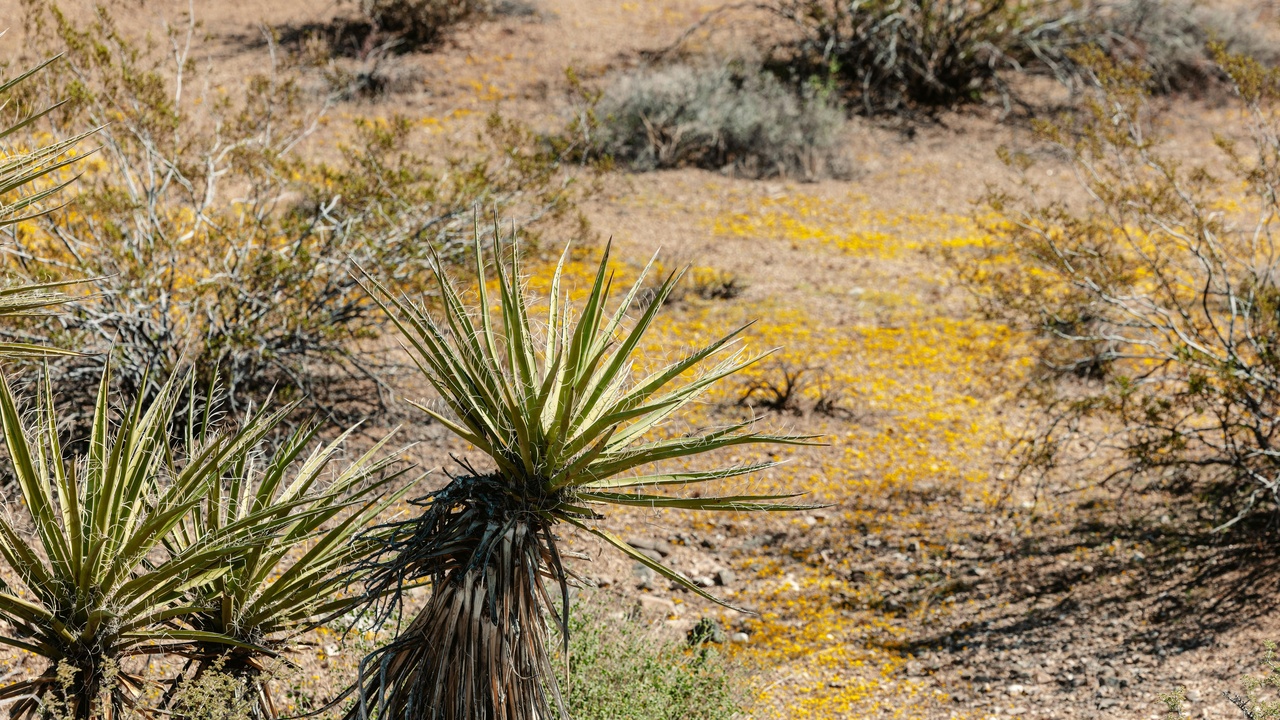 Collage showing pollinators on crops, medicinal plants, and a coastal mangrove protecting a shoreline, illustrating multiple benefits of biodiversity.