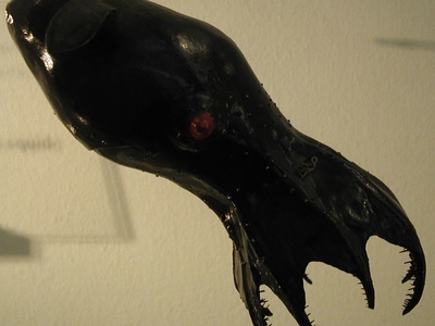 Vampire squid
