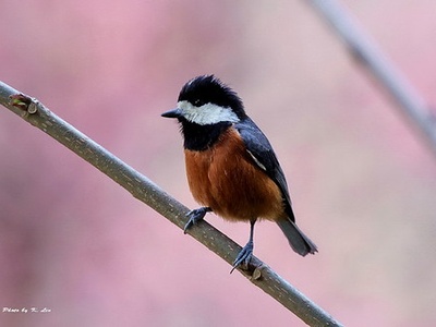Varied Tit