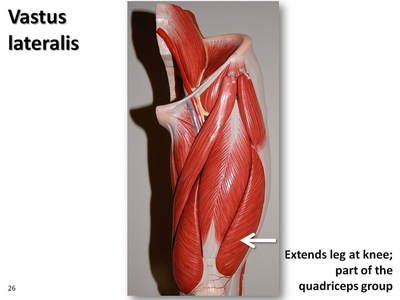 Vastus lateralis
