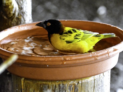 Village weaver