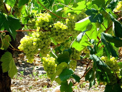 Vineyards (grape production area)