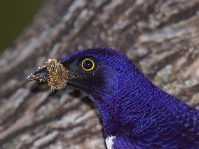 Violet-backed starling