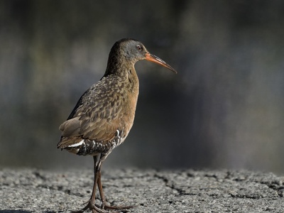 Virginia Rail