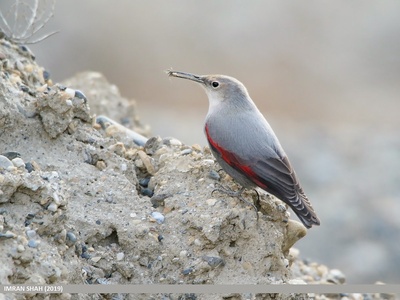 Wallcreeper
