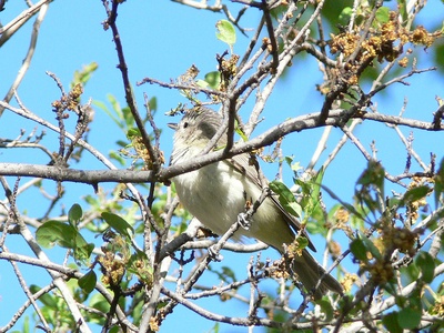 Warbling Vireo