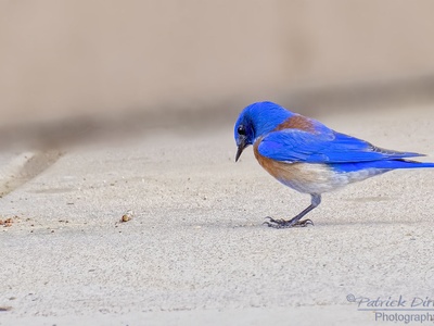 Western Bluebird