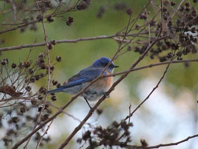 Western Bluebird