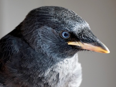 Western Jackdaw