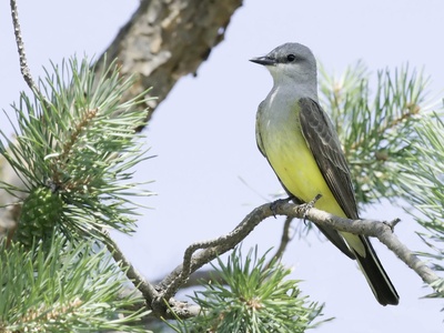 Western Kingbird