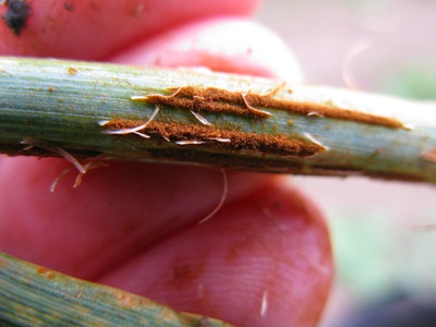 Wheat stem rust