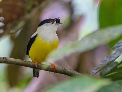 White-collared Manakin