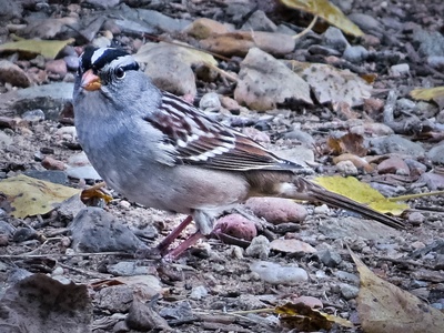 White-crowned Sparrow