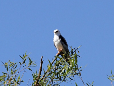 White-tailed Kite